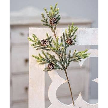 Mountain Pine Pick