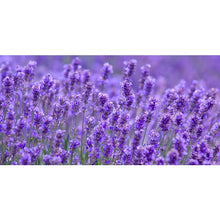 Load image into Gallery viewer, Travel Size Lavender Goats Milk Soap
